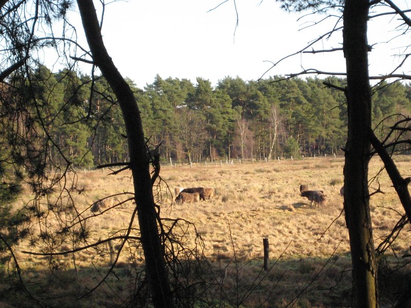 Wedel 055